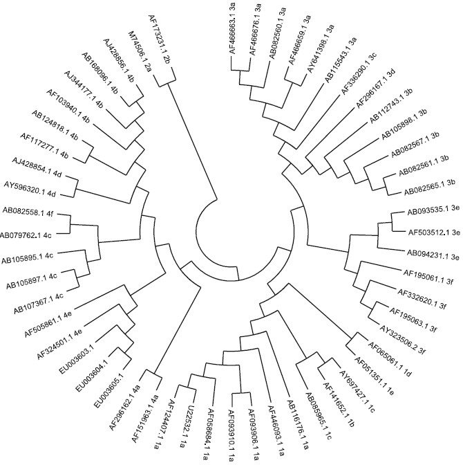 Phylogenetic relationship among swine and human strains of hepatitis E virus (HEV) representing the 4 major genotypes, based on 230 nucleotide fragment of ORF2 of the genome.