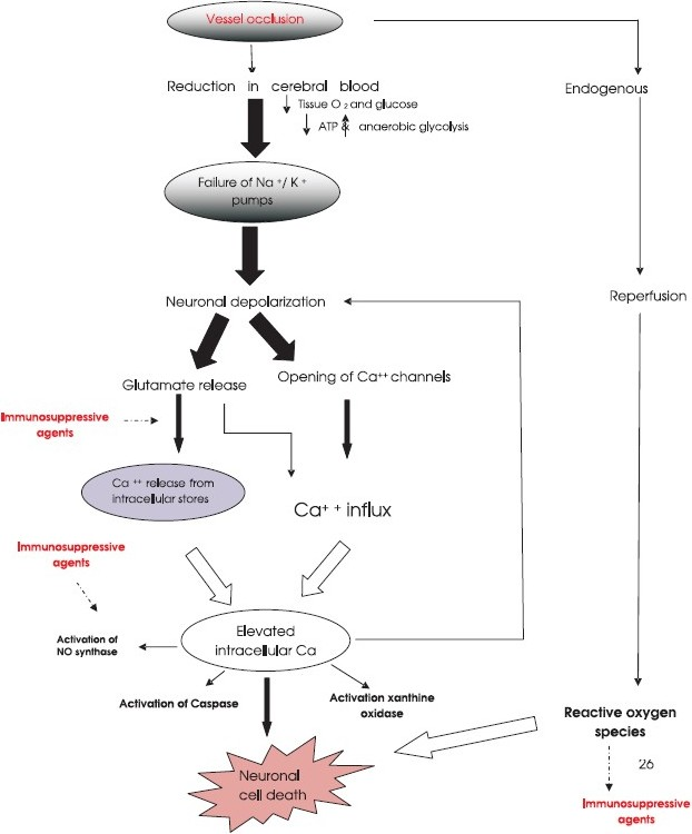 A simplistic presentation of the cascade of events occurring in cerebral ischaemia and possible sites of immunosuppressive agents actions.
