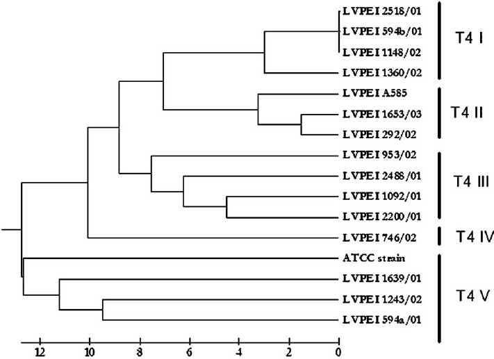 Dendrogram depicting the genetic distances among the strains of T4 sequence types constructed by UPGMA algorithm using binary data generated through the FAFLP profiles.