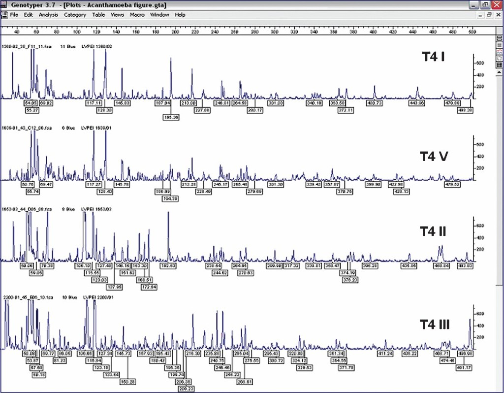 FAFLP electropherograms of representative strain subsets (T4 I - T4 V) of T4 sequence type depicting the range between 40-500 bp for MseI+C selectivity tested, showing number of fragments and size of fragments as well as the peak heights.