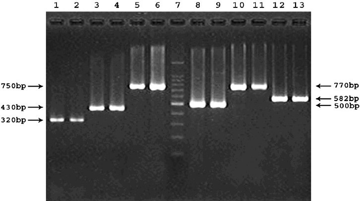 Representative PCR products showing amplicons of six virulence genes in B. cereus isolates. Lanes 1 to 2, hblA positive isolates M20833 and M20890; 3 to 4, hblD positive isolates M20833 and IDH00060; 5 to 6, hblC positive isolates M20890 and M21325; 7, molecular size marker 100 bp ladder; 8 to 9, nheA positive isolates M20833 and IDH00195; 10 to 11, nheB positive isolates IDH00278 and IDH00339; 12 to 13, nheC positive isolates M20890 and M21325.