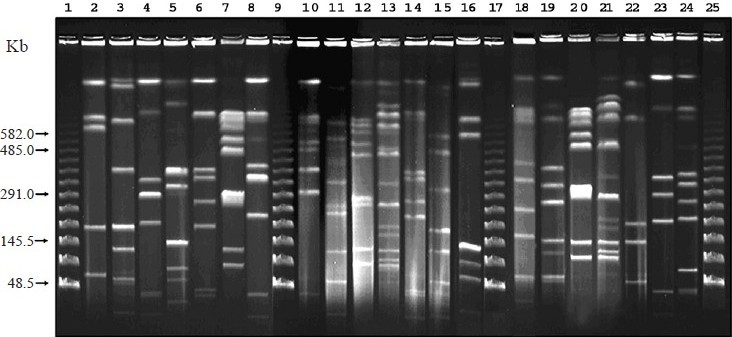 PFGE of Not I digested genomic DNA of B. cereus isolates. Lanes 1, 9, 17, and 25 are bacteriophage lamda molecular size makers; 2, ATCC 9139; 3, L20166; 4, L21519; 5, M3139; 6, M8263; 7, M20890; 8, VTE2742; 10, M7985; 11, VTE2665; 12, M21325; 13, M21558; 14, IDH80; 15, IDH232; 16, L20190; 18, M78; 19, M103; 20, M20885; 21, M21518; 22, IDH106; 23, IDH195; 24, VTE2620.