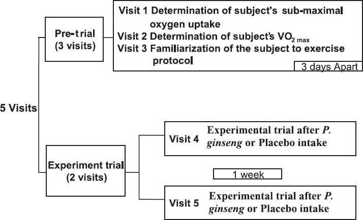 The experimental protocol of the study.