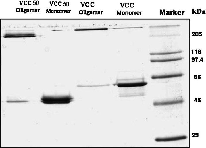 SDS-PAGE analysis of VCC and VCC50 monomer and oligomer. Proteins were run in 10 per cent polyacrylamide gel and stained in Coomassie Brilliant Blue.