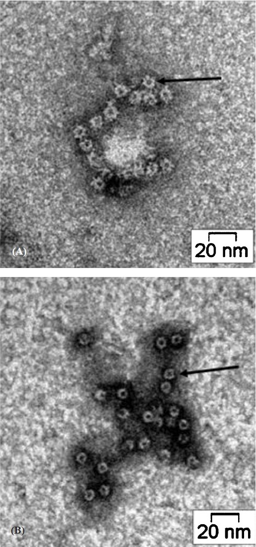 Transmission electron micrographs of VCC (A) and VCC50 (B) on rabbit erythrocyte stroma. Following incubation, unbound toxins were washed out and the stroma were negatively stained with 2 per cent uranyl acetate and examined with a FEI Tecnai 12 BioTwin Transmission Electron Microscope. The β- barrel pores are marked by arrow