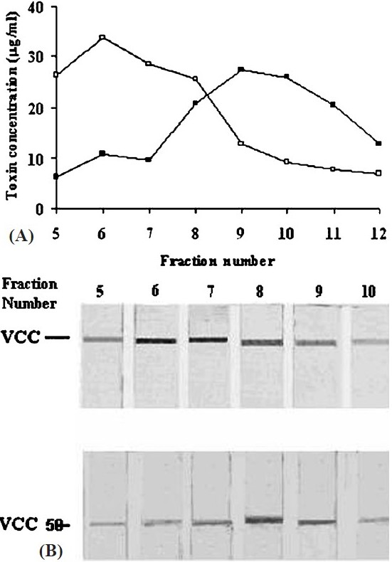 Size distribution of VCC and VCC50 micelles with rabbit erythrocyte membrane components and Triton X-100. Following incubation of the toxin with stroma at 25°C, the free toxins were removed by microfuging and the mixture was dispersed in 1 per cent Triton X-100 at 4°C. The suspension was fractionated on Sepharose CL-4B (30 × 0.7 cm) at 4° C. Fractions of 1 ml were collected and quantified for VCC (○) and VCC50 (●) by ELISA (A). Immunoblots of the fractions developed with rabbit anti-VCC antibody and goat anti-rabbit IgG conjugated to alkaline phosphatase are also shown (B).