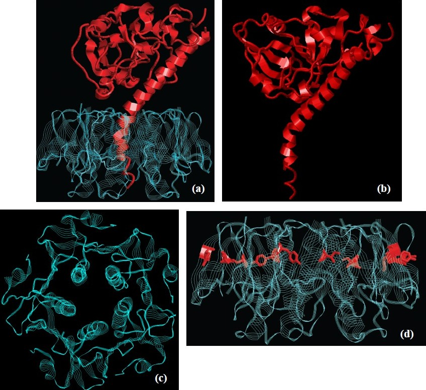 Crystallographic structure of cholera toxin (a), its A (b) and B-subunits (c). In (d) the position of the residues in CTB differing between pre-1993 El Tor and Classical CTs are highlighted.