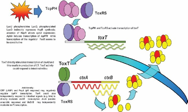 Diagrammatic representation of cholera toxin gene regulation.