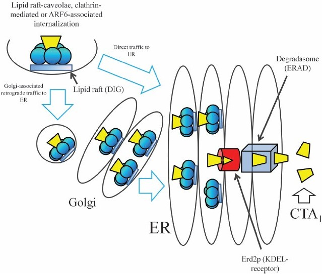 Cholera toxin intracellular traffic.