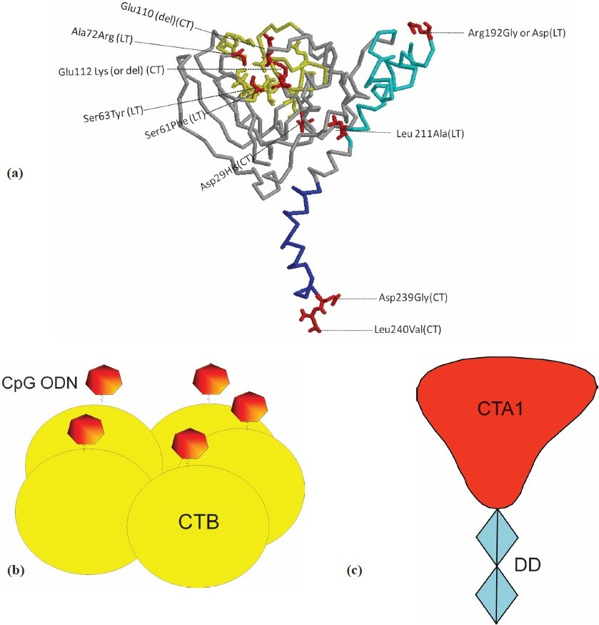 Adjuvant-active proteins based on CT and/or LT enterotoxins. (a) Amino acid changes and deletions in the A subunits described to result in adjuvant active toxins with no or much reduced enterotoxicity. The original amino acid is indicated, followed by its position along the mature A-subunit polypeptide sequence and then mutated amino acid. If the amino acid was deleted, this is indicated in parenthesis (del); the type of mutated toxin (CT or LT) is also shown in parenthesis. (b) A different type of adjuvant-active molecule based on a fusion protein between CTA1 and the immunoglobulin-binding protein DD (a derivative of Staphylococcus aureus protein A). (c) Adjuvant-active complex obtained by coupling TLR-9 activating CpG oligonucleotides (shown as heptagons) to CTB (coloured yellow) pentamers.