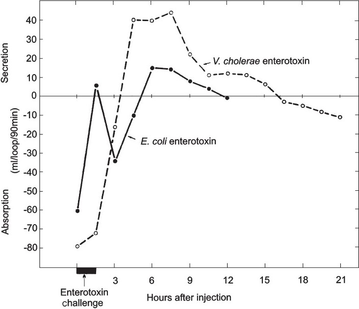 Fluid output from the small intestine using Thiry-Vella loops in dogs with either crude E. coli enterotoxin or V. cholerae enterotoxin. See references 14 and 19 for details.