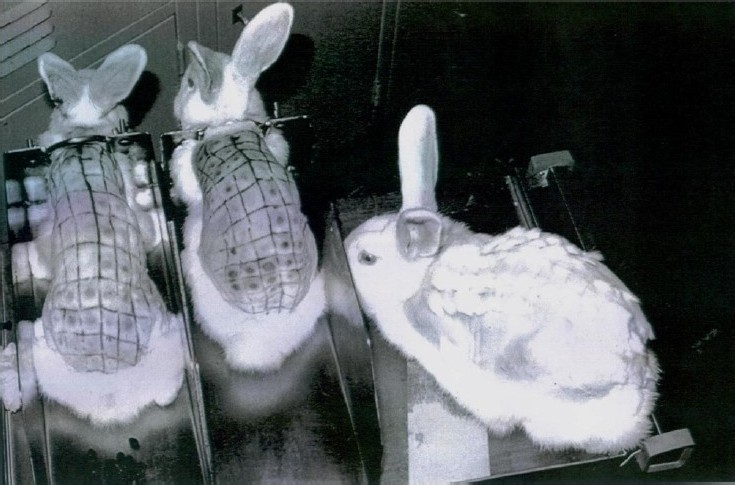 Titration of V. cholerae or E. coli enterotoxins by using the permeability factor assay in rabbit skin. The rabbit on the right had been injected about one month earlier and had rapid re-growth of hair at the site of injections. Done in author’s laboratory.