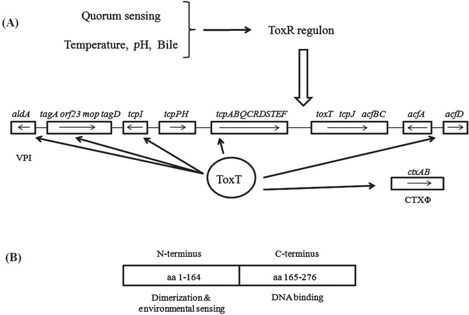 (A). The ToxR regulon. The ToxR regulon is responsible for activating transcription of toxT, which facilitates virulence gene expression. Environmental factors such as temperature, bile and pH modulate the ToxR regulon. ToxT is the direct transcriptional activator of the ctxAB (located in the CTXΦ), tcp, acfA, acfD, tcpI, aldA and tag genes (all located in the VPI), and it also responds to environmental signals to modulate expression of these genes. (B). ToxT is an AraC-like protein composed of two domains. The N-terminal domain, comprised of amino acids (aa) 1 to 164, is involved in dimerization and environmental sensing, while the C-terminal domain (aa 165 to 276) is responsible for DNA binding.