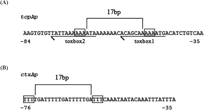 ToxT–activated promoters. A schematic representation of the tcpA and ctxA promoter regions to which ToxT binds to activate transcription. (A). The tcpA promoter contains two “toxboxes” (underlined). The “A/T” triplets within the boxes are critical nucleotides for ToxT-dependent transcription. (B). The ctxA promoter represented in this figure is sufficient for ToxT-dependent transcriptional activation and therefore should contain two “toxboxes”. The boxes outline “A/T” triplets that are spaced identically to the triplets in the tcpA promoter, which suggests that ToxT is oriented in the opposite direction with respect to RNA polymerase in ctxA promoter as compared to the tcpA promoter