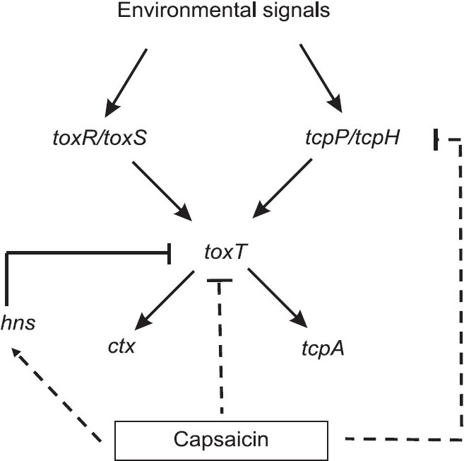 Possible mechanisms of virulence repression of V. cholerae by capsaicin19. The arrow shows activation of transcription of toxR/toxS and tcpP/tcpH by environmental signals, which subsequently activates that of ctx and tcpA through activation of transcriptional activator toxT40. H-NS is a basal repressor of toxT, ctx and tcpA under non-permissive condition. Capsaicin directly or indirectly repressed transcription of toxT, ctx and tcpA but enhanced that of hns gene (indicated by dot).