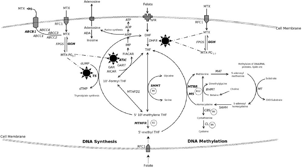 Intracellular pathway of folate metabolism with highlighted critical pathways of methotrexate (MTX) entry, effect and efflux. Folate enters cell as methyl tetrahydrofolate (MTHF) through a folate carrier receptor system and is converted into tetrahydrofolate (THF). MTHF is the co-substrate for production of methionine (from homocysteine) and polyamines. Inside cell, folates as polyglutamates (PG) create an inter-convertible pool (ICP) which promotes several reactions with 1-carbon fragments wherein methyl and formyl groups are donated (primarily by serine to glycine) and this leads to various nucleic acid/nucleotide biosynthesis. All 1-carbon transfer reactions regenerate THF. The exception to the latter is production of dihdrofolate (DHF) from folate substrate while converting deoxyuridylate (dUMP) to dTMP. An important enzyme dihydrofolate reductase (DHFR) converts DHF to THF which is the essential active form of folate in the ICP. Several drugs, including MTX block DHFR to produce a relative state of intracellular folate deficiency while the tissues are rich in folates. MTX is a competitive inhibitor of DHFR and enters the cell through reduced folate carrier (RFC) active transport system. MTX forms PG intracellularly by the enzyme folylpolygluatamate synthase (FPGS); another enzyme gamma glutamyl hydrolase (GGH) reverses this process to cause MTX efflux from the cell. The PG forms retain MTX inside the cell as MTXPG and is responsible for its several effects besides inhibiting DHFR, (i) it inhibits thymidylate synthetase (TS) which converts deoxyuridylate (dUMP) to dTMP in the de novo pyrimidine pathway, (ii) though not a direct target of MTX, methylenetetrahydrofoate reductase (MTHFR) to an important enzyme in the folic acid pathway which is influenced by the MTX effects on the intracellular folate pool, (iii) it affects purine synthesis pathways by inhibiting 5-aminoimidazole-4-carboxamide ribonucleotide formyltranferase (ATIC) to cause intracellular accumulation of 5-aminoimidazole-4-carboxamide ribonucleotide (AICAR). AICAR inhibits adenosine deaminase (ADA) and AMP deaminase to cause intracellular accumulation of adenosine and related nucleotides which then get dephosphorylated to finally result in increased extracellular adenosine. Adenosine is a potent anti-inflammatory agent. Methionine synthase (MS) converts homocysteine (if excess can confer cardiac risk) to methionine required for several cellular DNA/RNA metabolism pathways. Serine hydroxymethyltransferase1 (SHMT1) operates on the DHF-THF pathway. ATP-binding cassette (ABC) family (7 distinct families A-G) of transporter proteins are responsible for MTX efflux from the cell. Multidrug resistant protein1 (MDR1), an active transporter system, is related to the ABC system in expelling several organic anions including MTX from the cell.