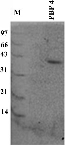SDS-PAGE of purified 40 kDa protein (PBP4). Lane M is the molecular weight marker (in kDa). The purification was done by electro elution using GeBAflex-tube kit (Gene Bio-Application).
