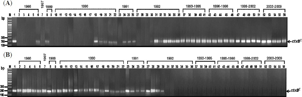 Results of MAMA-PCR for amplification of ctxBC (A) and ctxBE (B) from representative V. cholerae strains isolated in Thailand during 1986-2009. Lanes 2-6, 1986 strains; lane 7, 1987 strains; lanes 8-9, 1989 strains; lanes 10-22, 1990 strains; lanes 23-26, 1991 strains; lanes 27-36, 1992 strains and lanes 37-56, 1993-2009 strains. Lane M, 100 bp DNA marker. Lane 1 in (A), positive control of ctxBC (569B); lane 1 in (B), positive control of ctxBE (N16961).