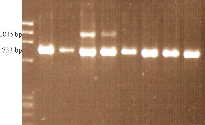 Multiplex PCR products in IP patients and controls. Presence of 1045 bp band indicates the presence of the common rearrangement in IP patients only. 733 bp product serves as internal amplification control. Lane 1: ΦX174 DNA/ (HaeIII digested) DNA marker; Lane 2: Mother of case 2; Lane 3: Father of case 2; Lane 4: Case 2, Positive for deletion; Lane 5: Case 3, Positive for deletion; Lane 6: Mother of case 3; Lane 7: Father of case 3; Lane 8 & 9: Normal control (As this is a representative picture and the cases were analyzed at different times, the mothers of other cases are not shown).