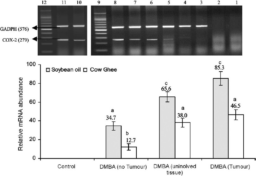 Effect of feeding cow ghee versus soybean oil on expression of COX-2 in mammary tissue of control and DMBA treated rats. Lane-1, -ve RT-PCR; Lane-2, -ve PCR; Lane-3, cow ghee control; Lane-4, soybean oil control; Lane-5, cow ghee + DMBA (no tumour); Lane- 6, soybean oil + DMBA (no tumour); Lane-7, cow ghee + DMBA (uninvolved tissue); Lane-8, soybean oil + DMBA (uninvolved tissue); Lane-9, DNA ladder; Lane-10, cow ghee + DMBA (tumour); Lane-11, soybean oil +DMBA (tumour); Lane-12, DNA ladder. The relative mRNA abundance is calculated as per cent of reference gene (GADPH) expression. Values (mean ± SE for n=8) with different letters are significantly different (P<0.05).