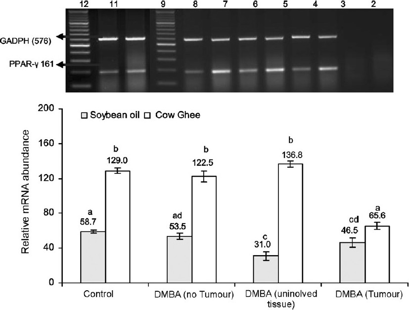 Effect of feeding cow ghee versus soybean oil on the expression of PPAR-γ in rat mammary tissue of control and DMBA treated rats. Lane-1, -ve RT-PCR; Lane-2, -ve PCR; Lane-3, cow ghee control; Lane-4, soybean oil control; Lane-5, cow ghee + DMBA (no tumour); Lane- 6, soybean oil + DMBA (no tumour); Lane-7, cow ghee + DMBA (uninvolved tissue); Lane-8, soybean oil + DMBA (uninvolved tissue); Lane-9, DNA ladder; Lane-10, cow ghee + DMBA (tumour); Lane-11, soybean oil + DMBA (tumour); Lane-12, DNA ladder. The relative mRNA abundance is calculated as per cent of reference gene (GADPH) expression. Values (mean ± SE for n=8) with different letters are significantly different (P<0.05).
