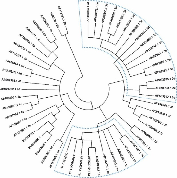 Phylogenetic relationship among swine and human isolates of hepatitis E virus representing the 4 major genotypes, based on a 196-nucleotide fragment of ORF2 of the viral genome. The regions of the tree showing differences from the published tree are highlighted using dotted lines.