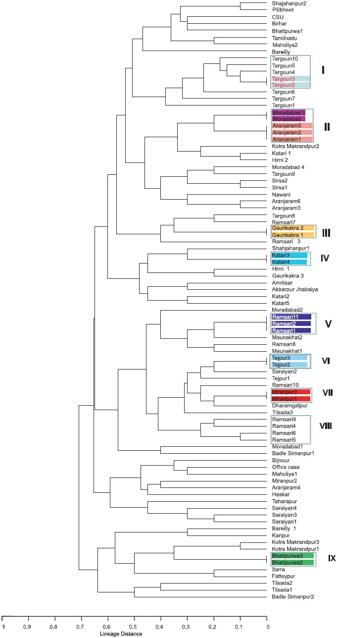 Phylogenetic trees generated by the neighbour-joining method. Trees were obtained using all VNTRs.