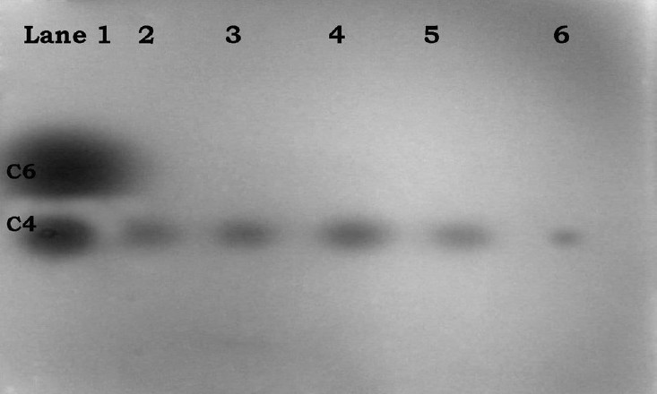 Separation and detection of acyl- HSL standards [mixture of C4 (BHL), C6 (HHL), C8 (OOHL)] (lane 1) and acyl- HSLs produced by uroisolates of P. aeruginosa (lane 2-6) by employing thin layer chromatography. Spots were visualized with biosensor Chromobacterium violaceum CV026. Tentative identification of spots, based on migration of standards, is indicated.