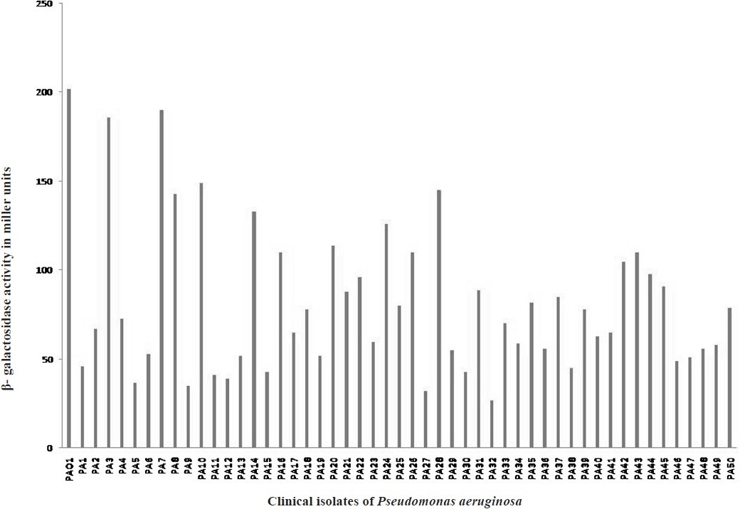 Quantitative β- galactosidase activity expressed in miller units (MU) for determining the levels of quorum sensing signal molecules in the extracts of culture supernatants of Standard strain PA01 (bar 1) and uroisolates of P. aeruginosa (bar 2-50).
