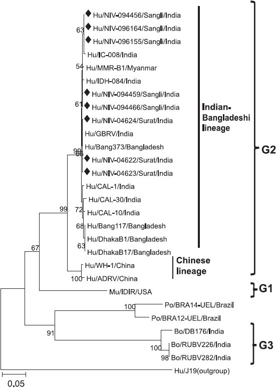 Phylogenetic dendrogram of partial GBR NSP2 gene (56-412 bp). ♦ denotes the strains of the present study (accession numbers: HQ425484-HQ425491). For each strain, the following data are given: species/strain name/country name. The reference strains included: IDH-084, IC-008, CAL-1, CAL-10, CAL-30, GBRV, DhakaB1, DhakaB17, Bang117, Bang373, MMR-B1, WH-1, ADRV, IDIR, BRA14-UEL, BRA12-UEL, RUBV226, DB176, RUBV282 and J19. The scale represents genetic distance. Hu, human; Bo, bovine; Po, porcine; Mu, murine.