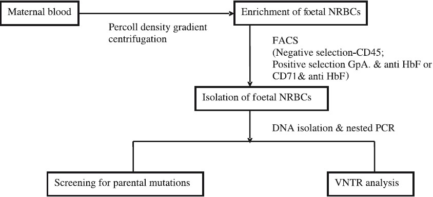 Schematic representation of the approach used for non-invasive prenatal diagnosis using foetal nucleated red blood cells (NRBCs) from maternal blood.