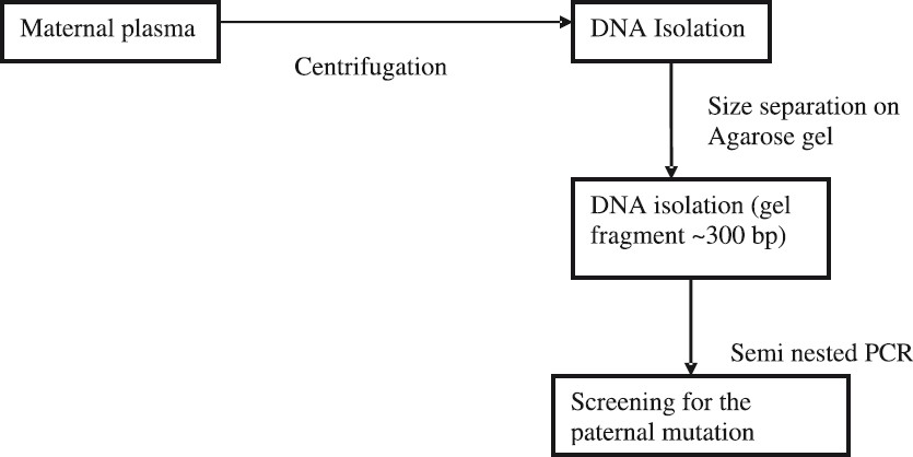 Schematic representation of the approach used for non-invasive prenatal diagnosis using circulating cell free foetal DNA from maternal plasma.
