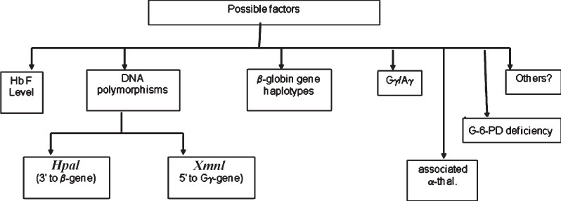 Possible factors influencing the clinical presentation of SCD.