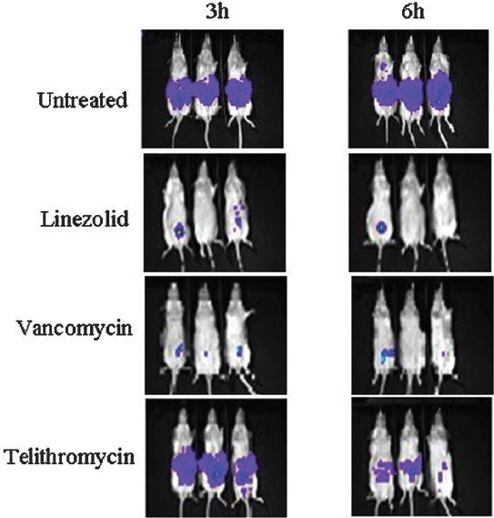 Rapid mouse protection model: Real time monitoring of effect of antibiotics on S. aureus Xen 29 intraperitoneally infected mice (n=3 representative mice). Mice were treated 30 min postinfection and all treated and untreated mice were imaged at 3 and 6 h post-infection by using IVIS camera. At 6 h, both linezolid and vancomycin showed less photon signal indicating curing effect. Telithromycin reduced the photon signal partially indicating drug is less effective against S. aureus Xen 29.