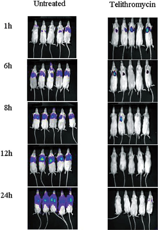 Murine pulmonary infection model with S. pneumoniae Xen-10 showing the progression of the bacterial growth in untreated control mice as compared to standard drug telithromycin 25 mg/kg body weight treated mice at the beginning of dosing (1 h) and the curing effect of drug at 6, 8, 12 and 24 h.