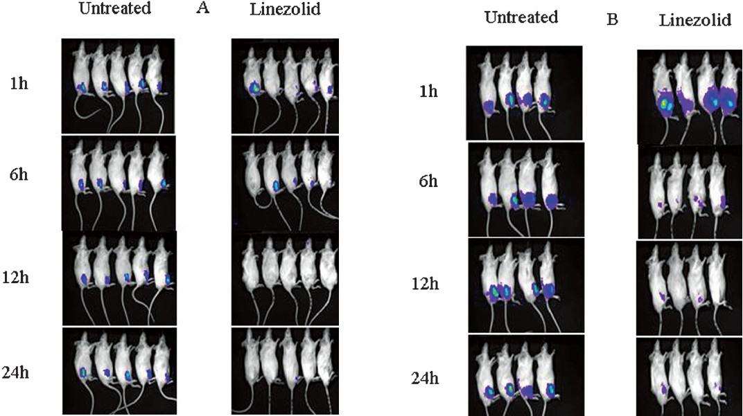 Thigh infection with S. aureus Xen 8.1 in Immunocompetent (A) and Immunocompromised (B) mice showing the progression of the bacterial growth in untreated control mice as compared to linezolid 100 mg/kg body weight treated mice at the beginning of dosing (1 h) and the curing effect of drug at 6, 12 and 24 h.