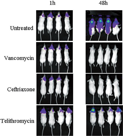 Murine meningitis model showing photon intensities of infected untreated mice and mice treated with vancomycin, ceftriaxone, and telithromycin at the time of start of treatment (1 h) and curing effect after two days of treatment at 48 h.