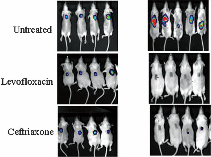 Mouse superficial burn wound infection model with Pseudomonas aeruginosa Xen-5 treated with levofloxacin (25 mg/ kg) and ceftriaxone (50 mg/kg) at the start of treatment and curing effect on day 5 after completion of treatment protocol as compared to untreated control mice.
