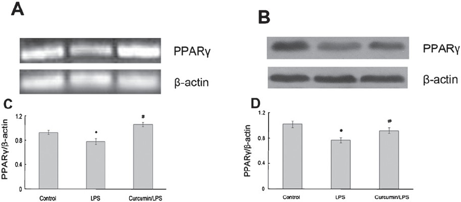 Effect of curcumin on PPARγ expression in RAW264.7 cells. (A) RT-PCR analysis of PPARγ mRNA expression in RAW264.7 cells. (C) The graph shows densitometric analysis of PPARγ relative to β-actin. *P<0.05 vs control group; #P<0.05 vs LPS group. (B) Western blot analysis of PPARγ protein expression in RAW264.7 cells. (D) The graph shows densitometric analysis of PPARγ relative to β-actin. *P<0.05 vs control group; #P<0.05 vs LPS group. Values are mean±SD of (n=3).
