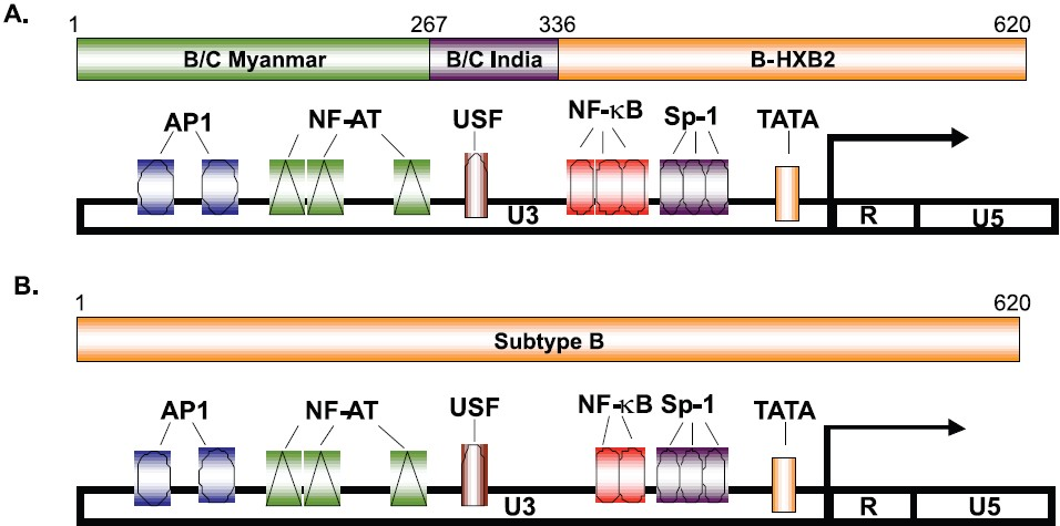 Mosaic pattern and organization of transcription factor binding sites in HIV-1 LTR reported from north India: (A) B/C LTR showing 3 NF-κB (B) B LTR showing 2 NF-κB. Source: Ref. 22.
