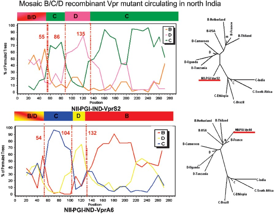 Genetic analysis of the two Vpr recombinant samples from north India: Similar to Fig. 2, genetic tools were used to characterize the two Vpr sequences. The nature of the mosaic genome segments are shown along with their phylogenetic analysis. Source: Ref. 33.