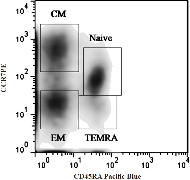 T cell subset differentiation based on expression of CD45RA and CCR7 on CD4 and CD8 T cells.