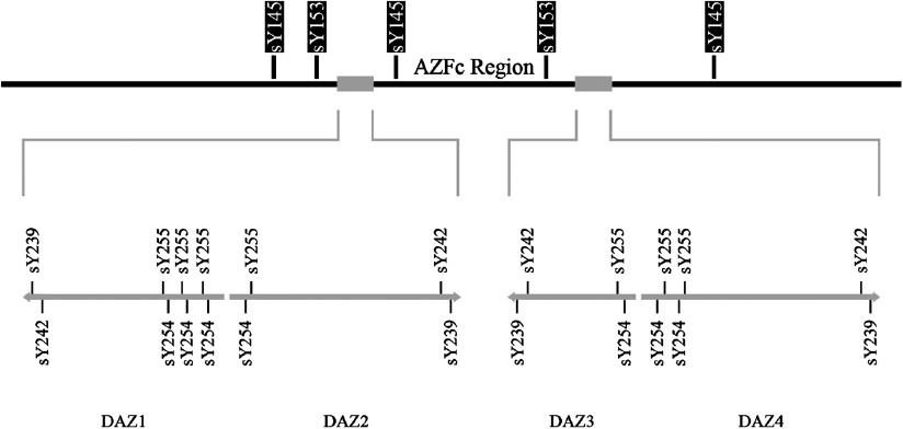 Relative position of STSs inside AZFc and putative AZFd regions used by Mirfakhraie et al1. The STSs of the putative AZFd region are highlighted in black.