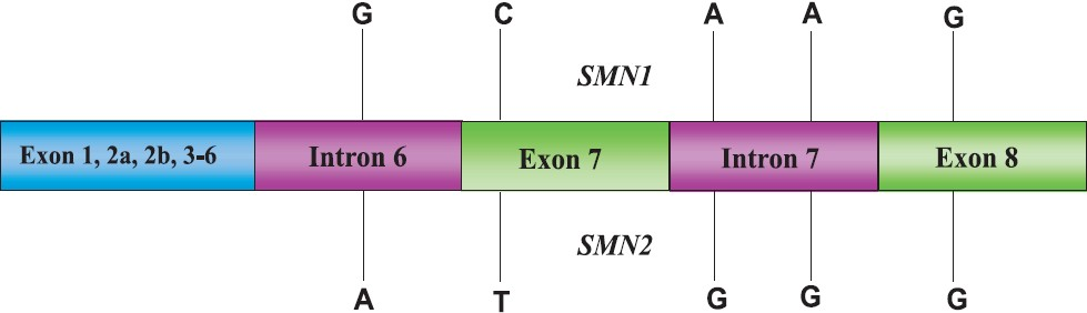 Nucleotide differences in telomeric (SMN1) and centromeric (SMN2) copies of SMN genes.