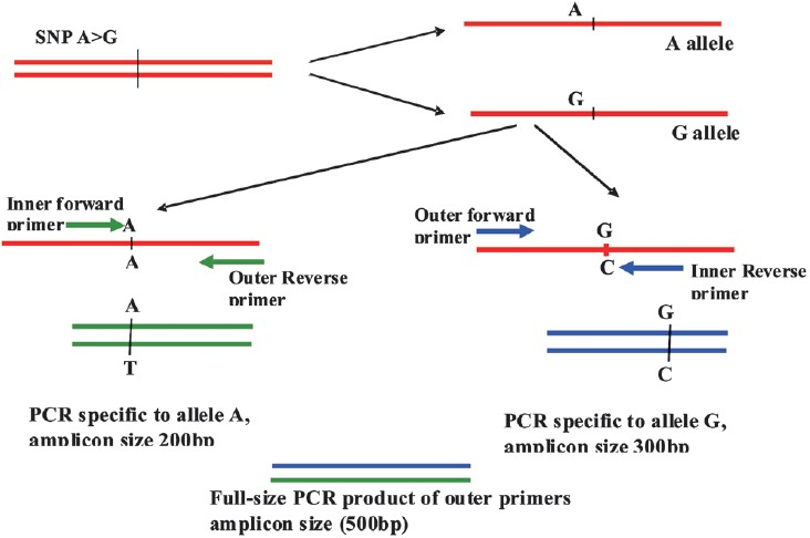 Diagrammatic representation of allele specific PCR using tetraprimers: In the above hypothetical example, full amplicon size of 500 bp is considered. The primers here have been designed in such a way that the presence of allele A will give a band of 200 bp in the PCR amplification whereas 300 bp size band will be seen for G allele. Simultaneously, a common PCR product of two outer primers (500 bp) will also be obtained. After gel electrophoresis, all three PCR products can be resolved. Homozygous A genotypes will show two PCR bands of 200 and 500 bp, homozygous G genotypes will correspond to 300 and 500 bp, while presence of three bands (200, 300 and 500 bp) will indicate heterozygotes (A/G).