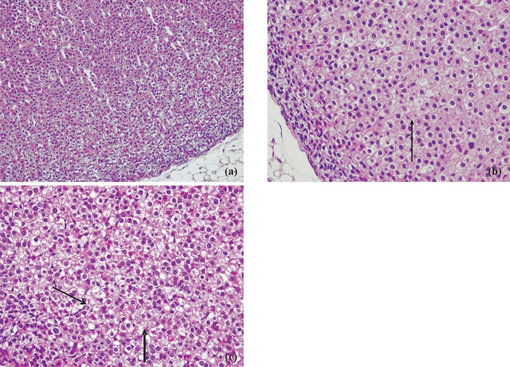 a. Adrenal cortex of the control rats. HE × 200. b. Mild hydropic swelling in the adrenal cortex of the 39°C hyperthermia group male rats. HE × 400. c. Mild hydropic degeneration in the adrenal cortex of the 41oC hyperthermia group male rats. HE × 400.