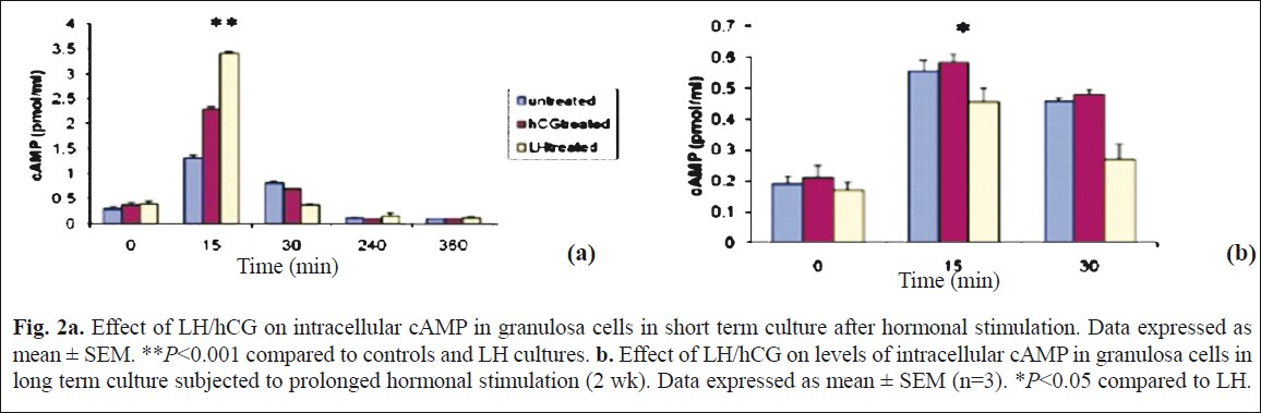 Effect of LH/hCG on intracellular cAMP in granulosa cells in short term culture after hormonal stimulation. Data expressed as mean ± SEM. **P<0.001 compared to controls and LH cultures. b. Effect of LH/hCG on levels of intracellular cAMP in granulosa cells in long term culture subjected to prolonged hormonal stimulation (2 wk). Data expressed as mean ± SEM (n=3). *P<0.05 compared to LH.