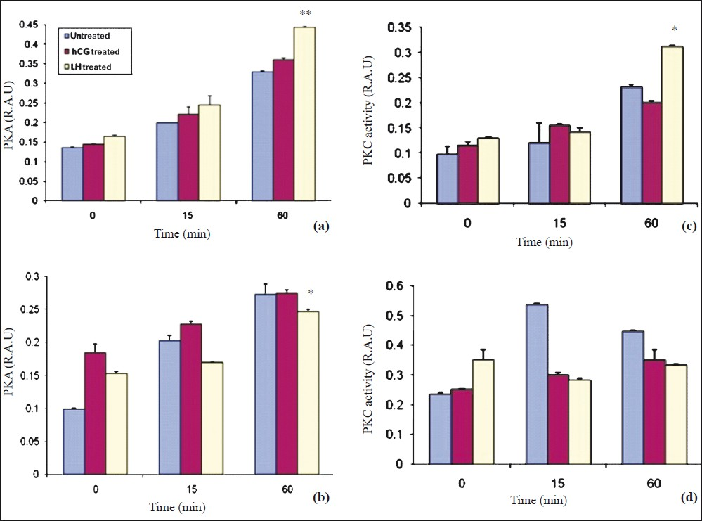 LH and hCG increased PKA activity in a time dependent manner in short term cultures of granulosa cells (day 5). Data expressed as mean ± SEM (n=3). Increase in PKA activity is seen after stimulation with LH as well as hCG, with maximum elevation seen in LH treated cultures. **P<0.001. b. LH and hCG increased PKA activity in a time dependent manner in long term cultures of granulosa cells (2 wk). Data expressed as mean ± SEM (n=3). *P<0.05 compared to LH treated cultures in a time dependent manner. c. LH and hCG stress increased PKC activity in a time dependent manner in short term cultures of granulosa cells (day 5). Data is expressed as mean±SEM. Increase in PKC activity in a time dependent manner is seen after stimulation with LH or hCG (*P<0.05). d. PKC activity is more in untreated cells as compared to hCG treated and LH treated cultures after long term stimulation (2 wk). Data expressed as mean ± SEM. Increase in PKC activity is maximum in untreated cells (P=ns).