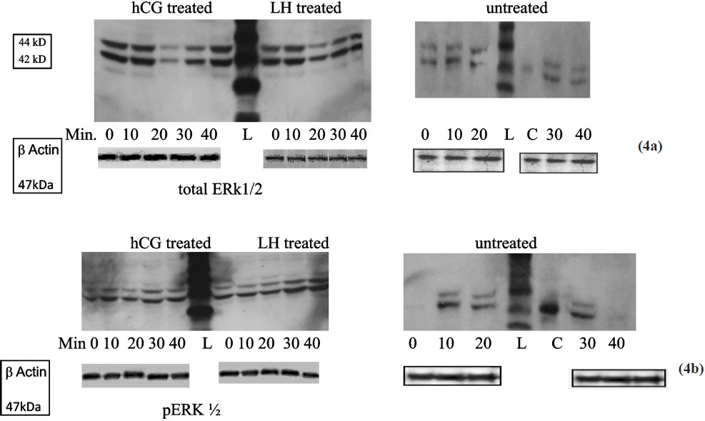 Western blot of total ERK1/2 (4a) and pERK1/2 (4b) in untreated, hCG treated and LH treated cultures at different time points. hCG and LH treated cultures show similar expression whereas there is no expression of pERK1/2 in untreated cultures at 0 and 40 min (L-ladder, C-positive control). Anti-β actin antibody was used to ensure equal loading.