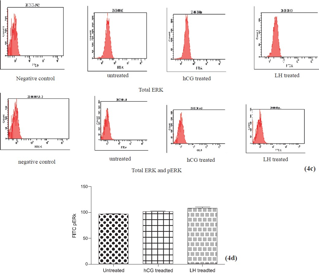 Flowcytometric analysis of ERK after short term stimulation with LH or hCG for 30 min. hCG and LH treated cultures show similar increase in total ERK (4c) and phosphorylated ERK (4d) expression. Values are mean ± SEM of 3 observations.